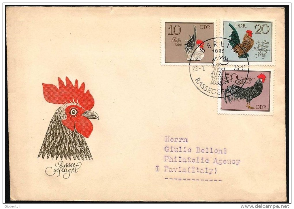 DDR: FDC, Pollame Di Razza, Poultry Breed, Races De Volailles, Galli, Roosters - Fattoria