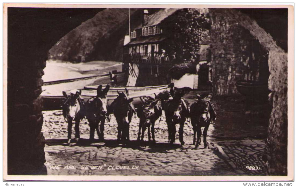 We Are Seven - Clovelly - Ânes - Donkeys - Clovelly