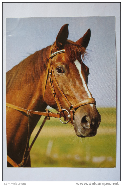 (7/3/80) AK "Pferd" - Pferde