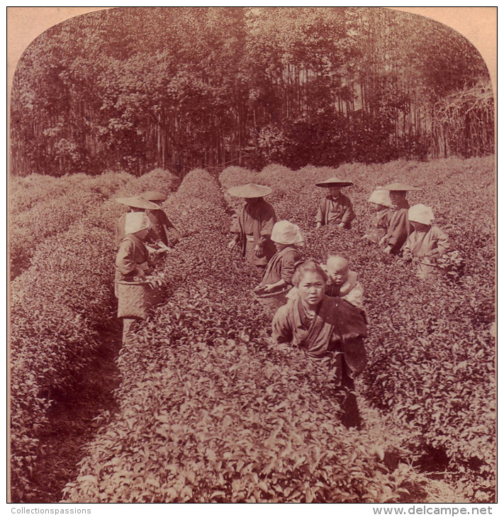 Photo Stéréoscopique - Japon - Cueillette Du Célèbre Thé Uji Près De Tokyo - - Photos Stéréoscopiques