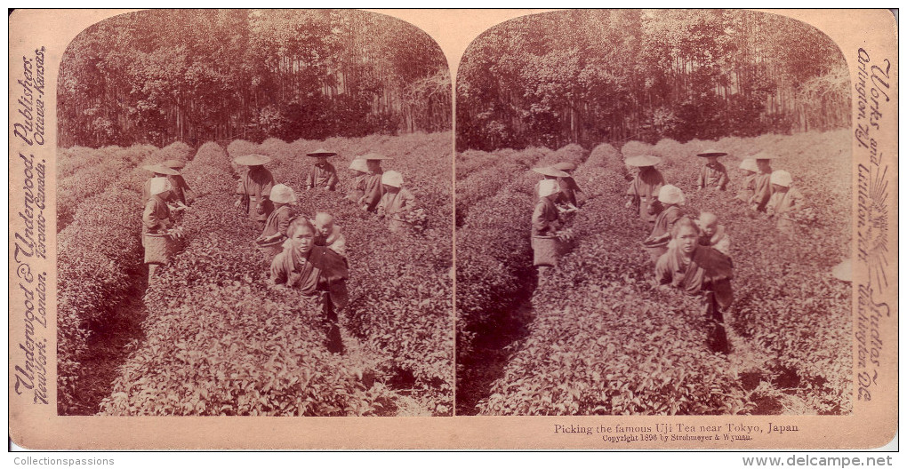 Photo Stéréoscopique - Japon - Cueillette Du Célèbre Thé Uji Près De Tokyo - - Photos Stéréoscopiques