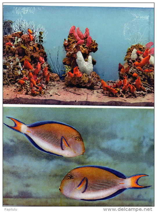 MONACO : 2 Scans : Lot De 2 Cartes De L Aquarium , Ancanthurus , Cynthia Rustica - Oceanographic Museum