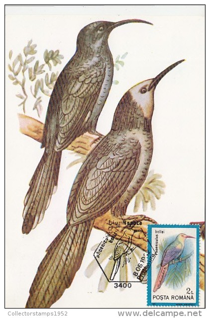 21101- WHITE HEADED WOOD HOOPOE, BIRDS, MAXIMUM CARD, 1992, ROMANIA - Specht- & Bartvögel
