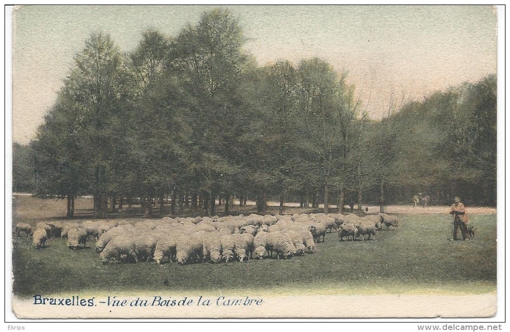 Bruxelles.--Vue Du Bois De La Cambre (berger Et Ses Moutons) - Artigianato