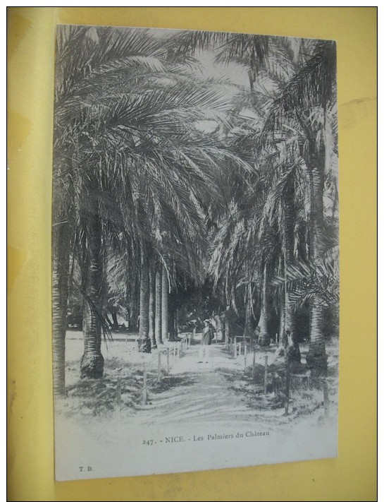 06 525 CPA - NICE - LES PALMIERS DU CHATEAU N° 247 - PRECURSEUR  (VOIR SCANS RECTO VERSO) - Autres & Non Classés