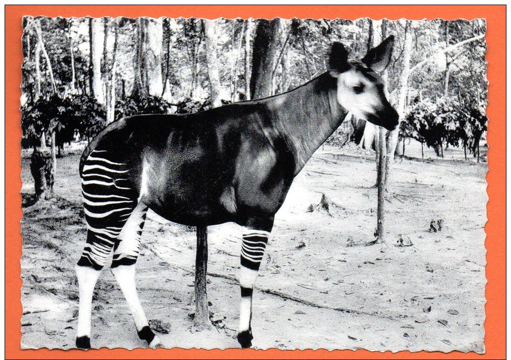 Congo Belge.Okapi. 1963 - Congo Belge