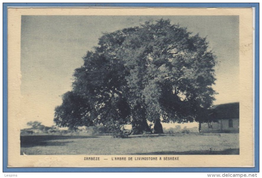 AFRIQUE - ZAMBEZE -- L'arbre De Livingstone - Zimbabwe