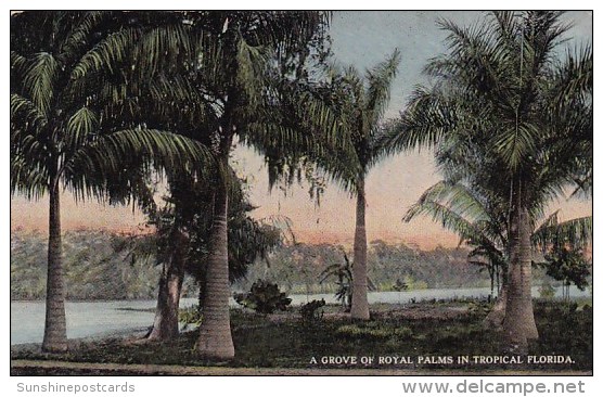A Grove Of Royal Palms In Tropical Florida - Jacksonville