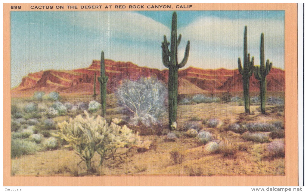 Carte Vers 1920 CACTUS ON THE DESERT AT RED ROCK CANYON,CALIF - Autres & Non Classés