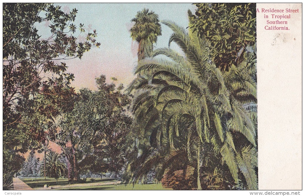 Carte Vers 1920 A Residence Street In Tropical Southern , California - Autres & Non Classés