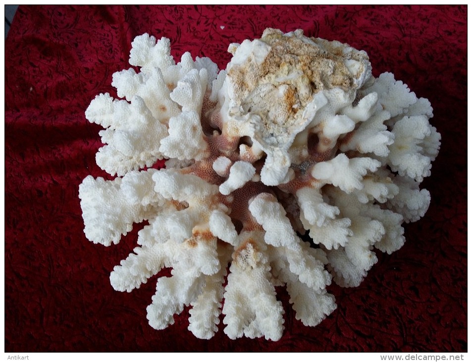 COLLECTION DE LA MER - Cerveau, Cor. étoile, Nautile, Corne D'élan, éventail, Cassis - Conchiglie