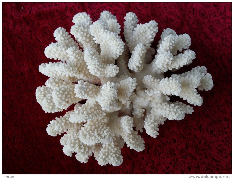 COLLECTION DE LA MER - Cerveau, Cor. étoile, Nautile, Corne D'élan, éventail, Cassis - Conchiglie