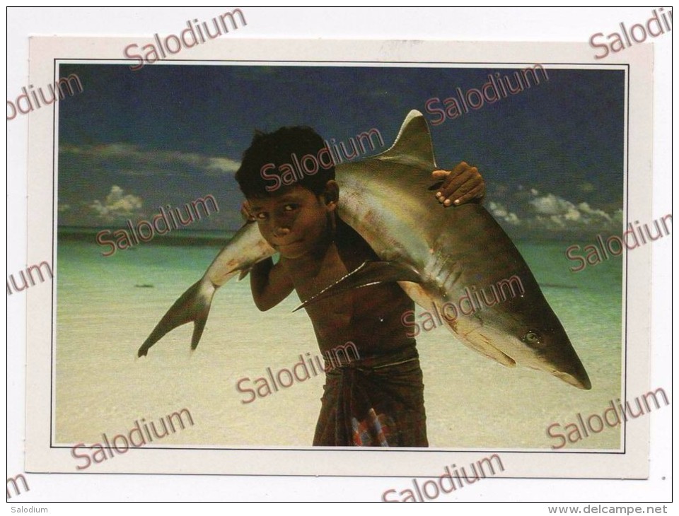 ISOLE MALDIVE - Squalo Pinna Bianca Shark Baby - Maldiven