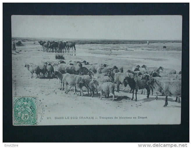 Ref4376 JU CPA Animée Du Sud Oranais (Algérie Oran) - Troupeau De Moutons Au Désert - N°20 - 1906 Edition Idéale PS - Scenes