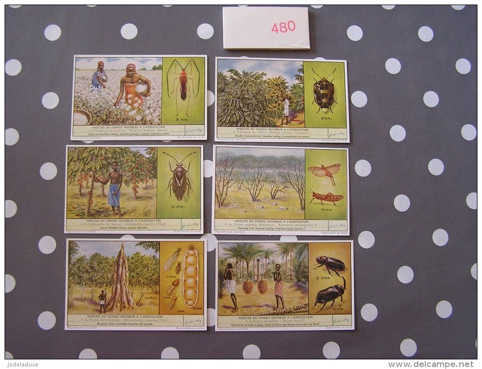 INSECTES DU CONGO NUISIBLES A L´ AGRICULTURE 480 Liebig Série Complète De 6 Chromos Trading Cards Chromo - Liebig