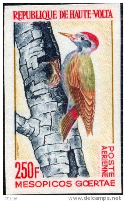 BIRDS-GREY WOODPECKER-IMPERF-UPPER VOLTA-1964-MNH-A5-514 - Piciformes (pájaros Carpinteros)