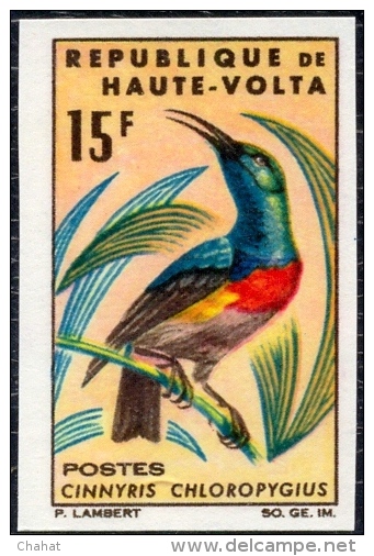 BIRDS-SUNBIRDS & ROLLER-SET OF 4-IMPERF-UPPER VOLTA-1965-MNH-A5-514 - Specht- & Bartvögel
