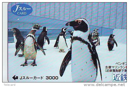 Oiseau PENGUIN Pinguin MANCHOT PINGOUIN Bird (974) - Pinguïns & Vetganzen