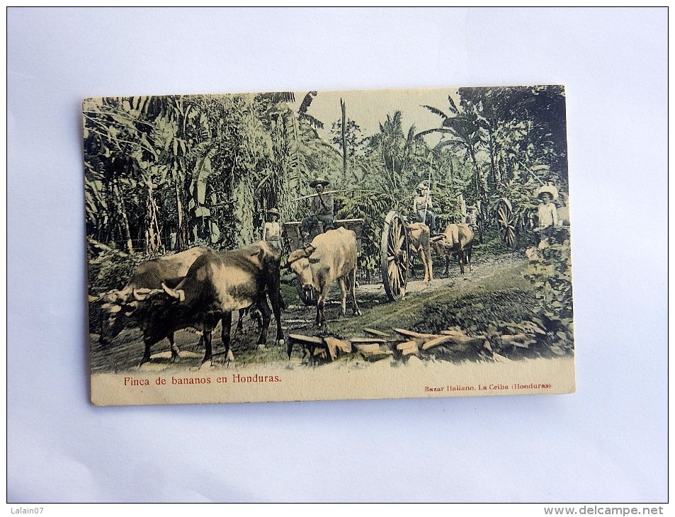 Carte Postale Ancienne : HONDURAS : Finca De Bananos En Honduras - Honduras