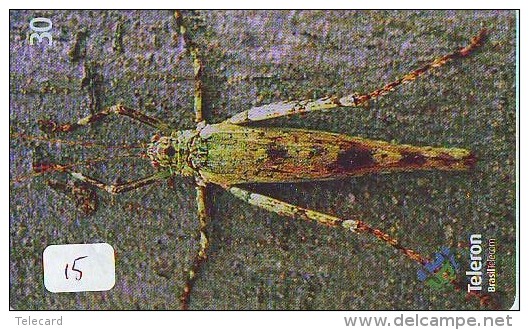 Grasshopper Sauterelle Heuschrecke Sprinkhaan Saltamontes Insect (15) - Andere & Zonder Classificatie