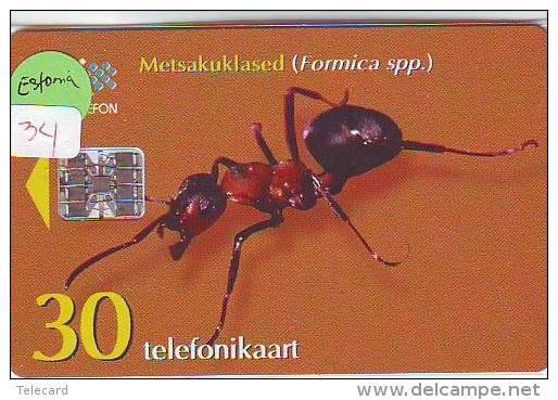 Ant Fourmi Mier Ameise - Insect (34) - Altri & Non Classificati