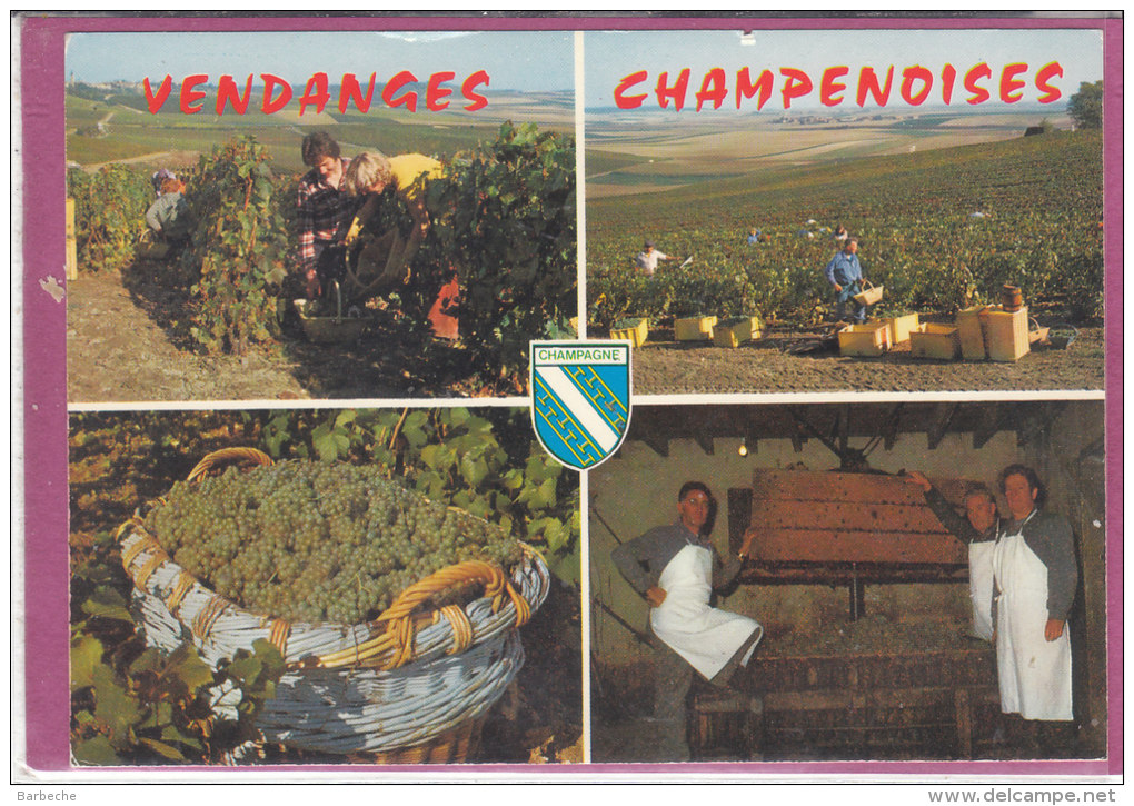 VENDANGES CHAMPENOISES - Vignes