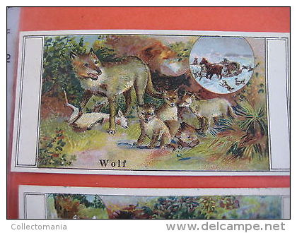 geen postkaarten 6 perfume litho chromos anno 1910 BIJLOOS TILBURG Eau de Cologne VOS KATTEN panter tijger PARFUM honden