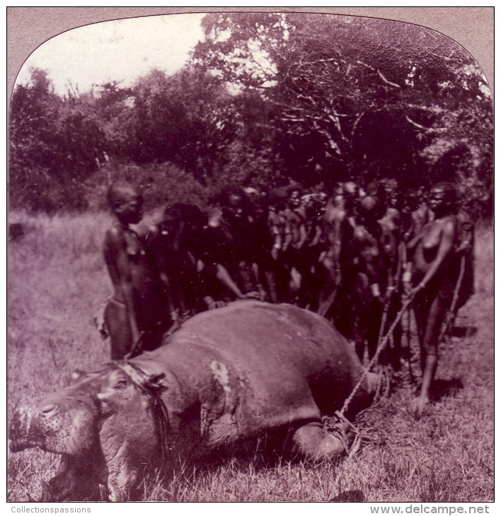 Photo Stéréoscopique - AFRIQUE - Un Gros Hippopotame Tué à Côté De Victoria Nyanza - - Photos Stéréoscopiques