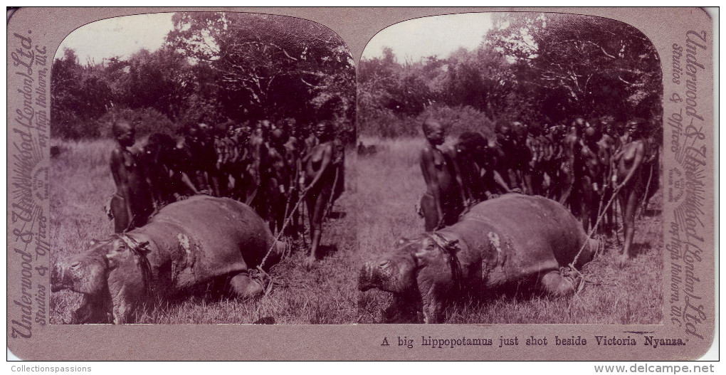 Photo Stéréoscopique - AFRIQUE - Un Gros Hippopotame Tué à Côté De Victoria Nyanza - - Photos Stéréoscopiques