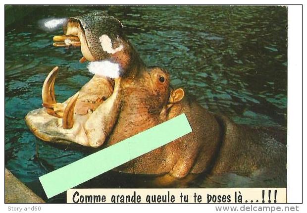 St000249 Humoristique Hippopotame Comme Grande Gueule Tu Te Pose Là ! - Hippopotamuses