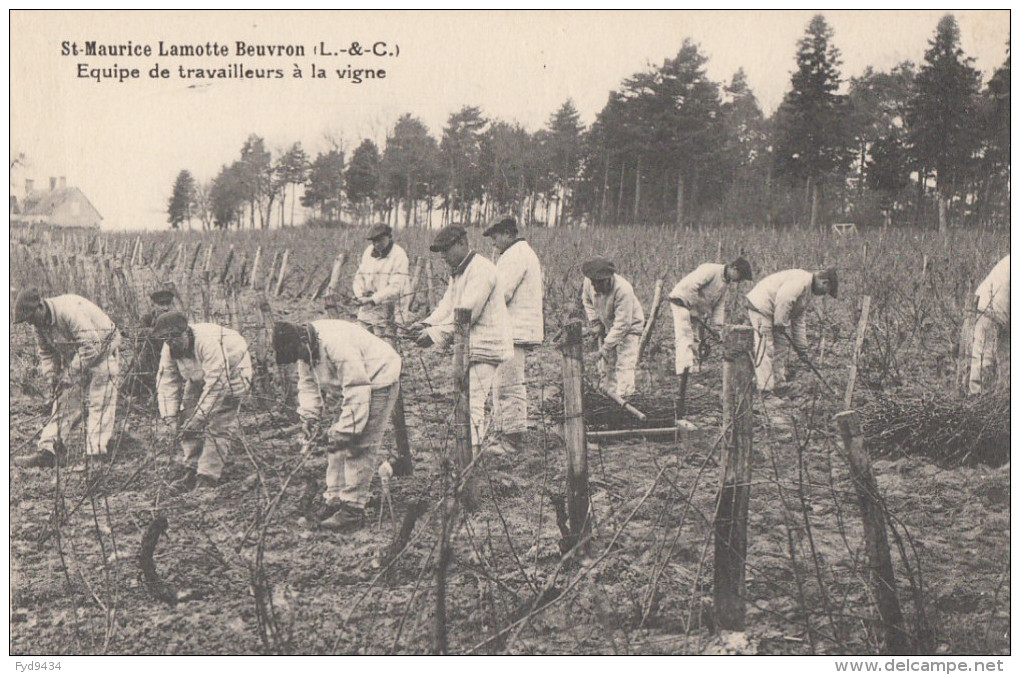 CPA - Lamotte Beuvron - St Maurice ( Colonie Pénitentiaire Agricole ) - Equipe De Travailleurs à La Vigne - Lamotte Beuvron