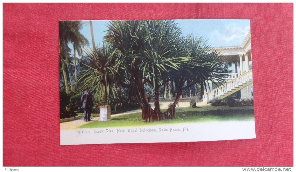 Florida> Palm Beach    Rotograph   Screw Pine Hotel Royal Poinciana   1861 - Palm Beach