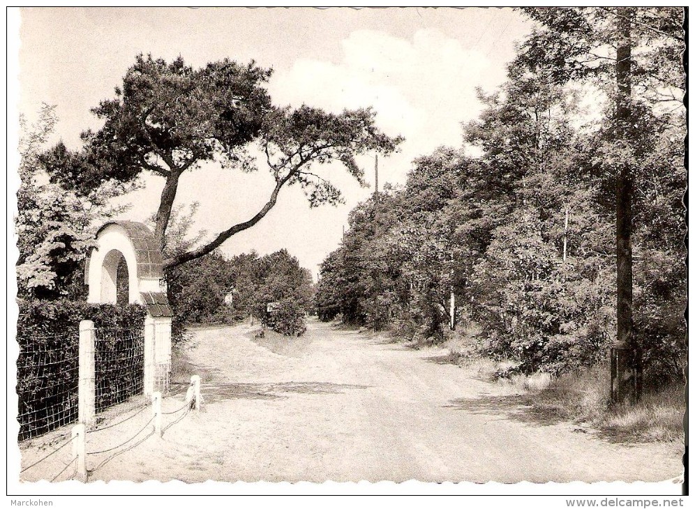 KEERBERGEN (3140) : Promenade Dans Les Bois. Wandeling In De Bossen. CPSM Dentelée. - Keerbergen