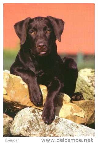 DOGS / HUNDE / CHIENS /  -   LABRADOR  Postcard   Unused   ( P 2150 ) - Chiens