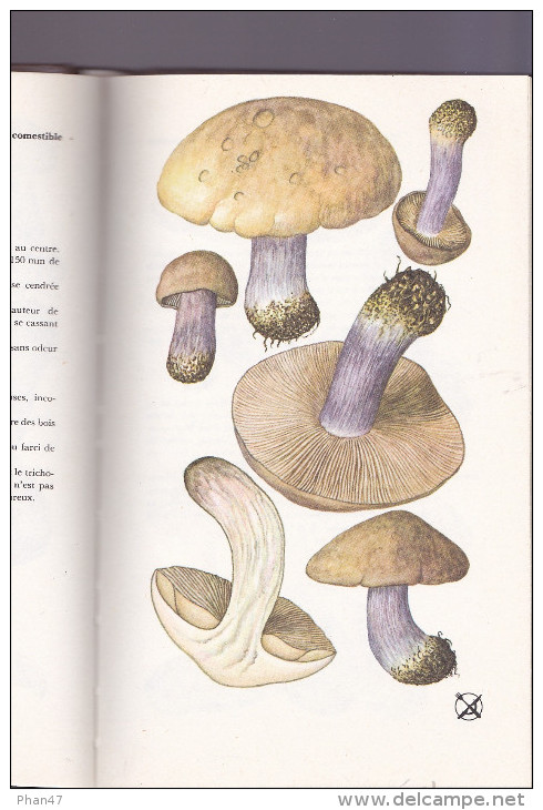 LES CHAMPIGNONS Texte Et Illustrations De Aurel DERMEK, Très Nombreuses Planches Couleurs, 1985 - Gastronomie