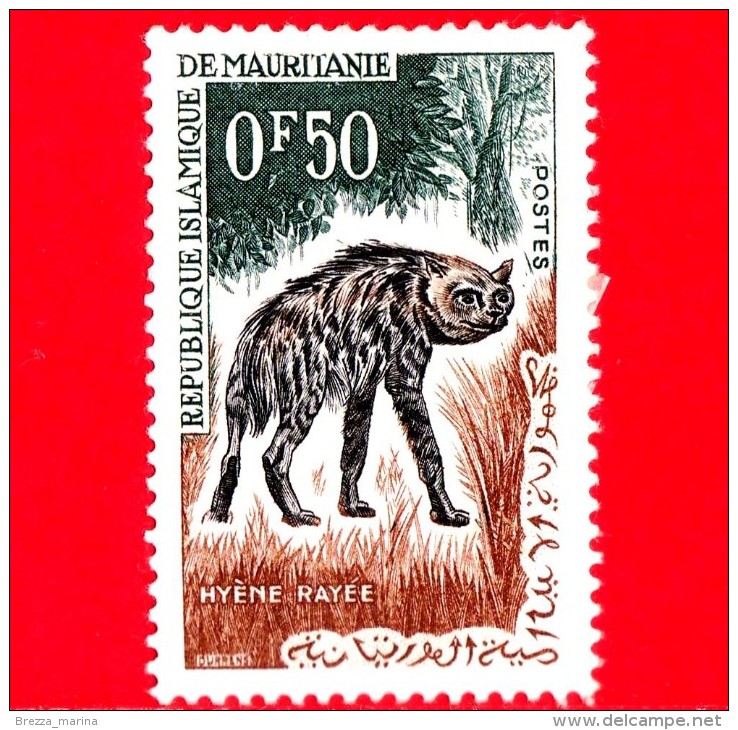 MAURITANIA - Usato - 1963 - Fauna Nativa - Iena - Hyaena Hyaena - 0.50 - Mauritanië (1960-...)