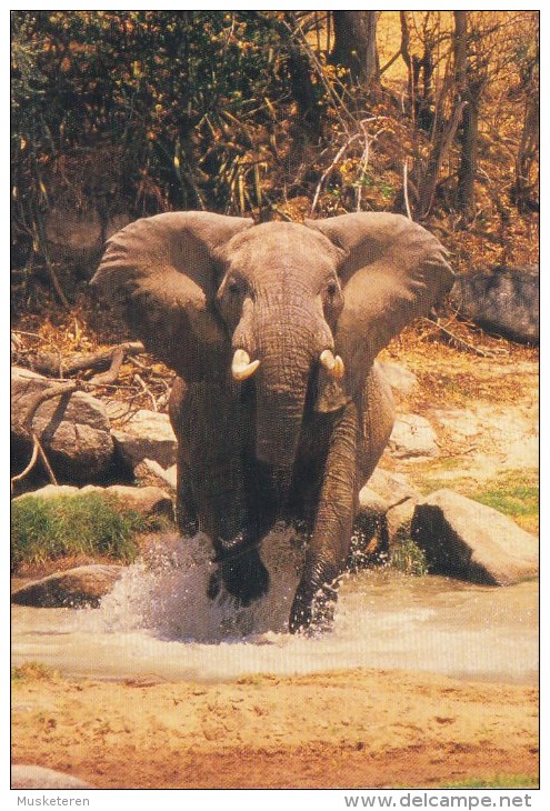 Sweden PPC Loxodonta Africana Afrikanischer Elefant Eléfant Elephant Photo : Tony Stone (2 Scans) - Elefantes