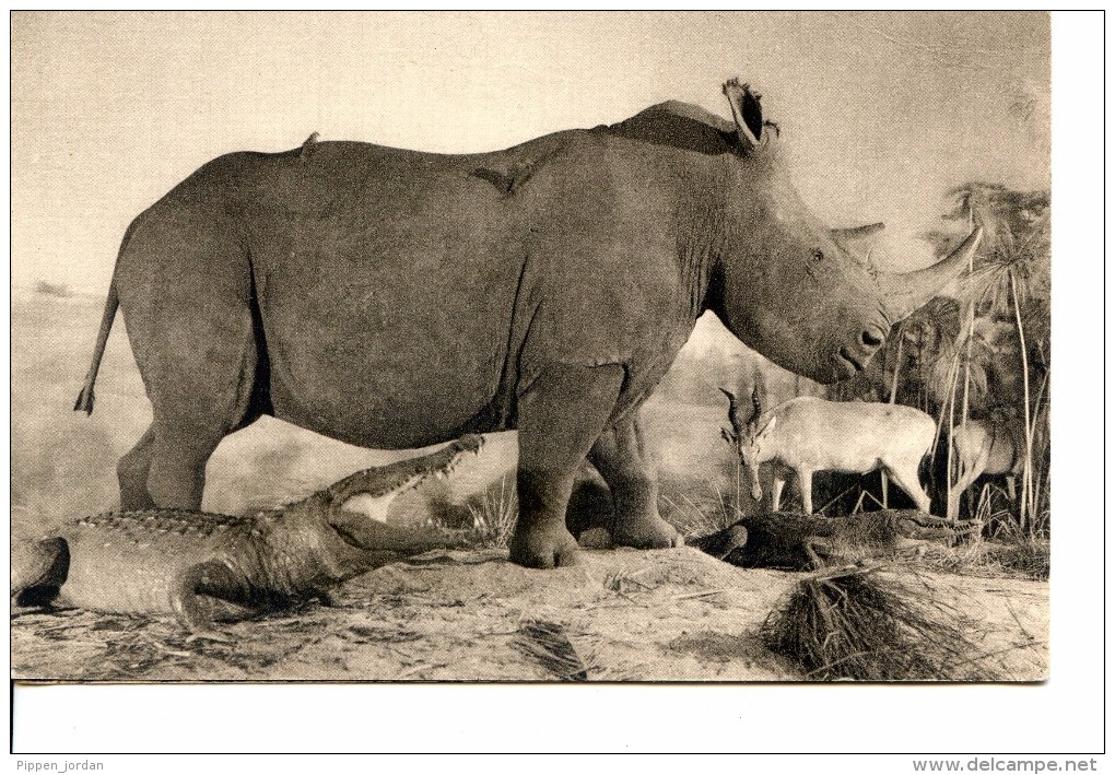 Rhinocéros Du Burchell Dit "Blanc" - Diorama Du Soudan Anglo-Egyptie * Jardin Des Plantes - Paris * Belle CPA D'un Album - Neushoorn