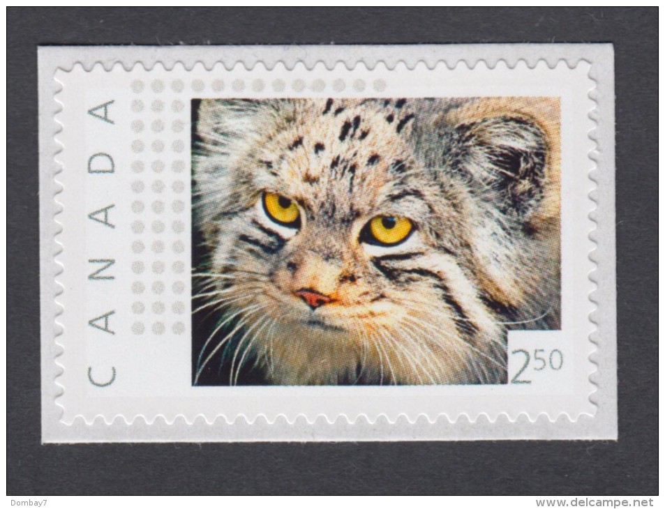 LQ. PALLAS CAT  Picture Postage MNH Stamp, "International" - Rate. Canada 2014 [p11sn5] - Domestic Cats