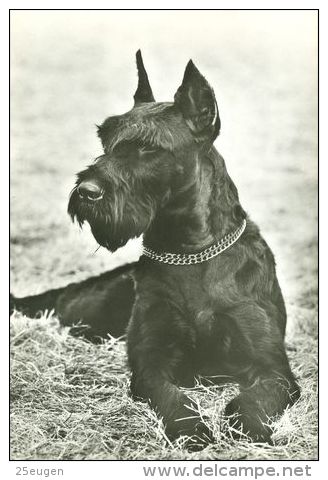 DOGS / HUNDE / CHIENS /  -  SCHNAUZER  Postcard   Unused   ( P 2205 ) - Hunde