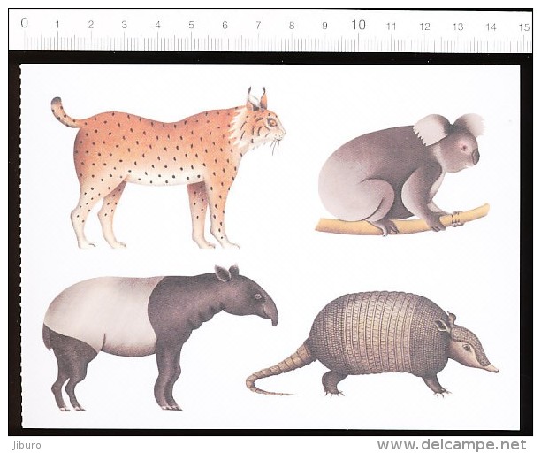 Animal Lynx Koala Tapir Tatou / Dessin Illustration Pittau-Gervais  // CP 68/22 - Autres & Non Classés