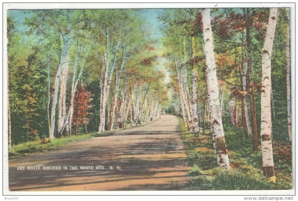 White Birches In The White Mts., N.H. - White Mountains