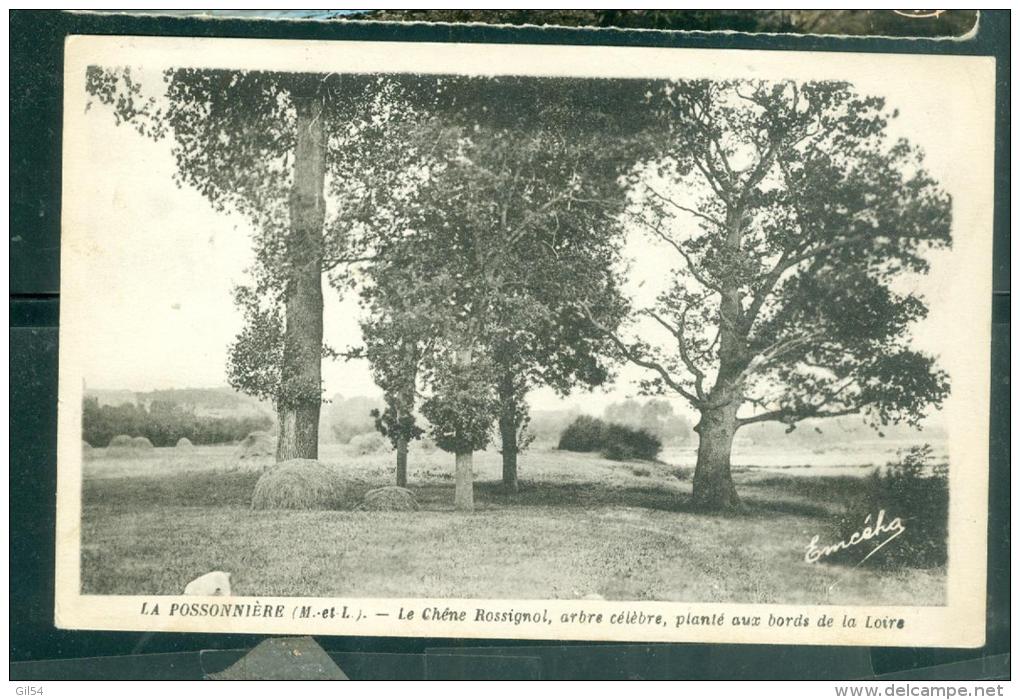 La Possonniere Le Chene Rossignol Arbre Celebre Plante Aux Bords De La Loire Rar168 - Other & Unclassified