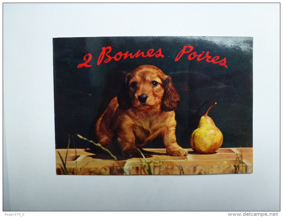 CP , Chien Setter , Chiot - Chiens