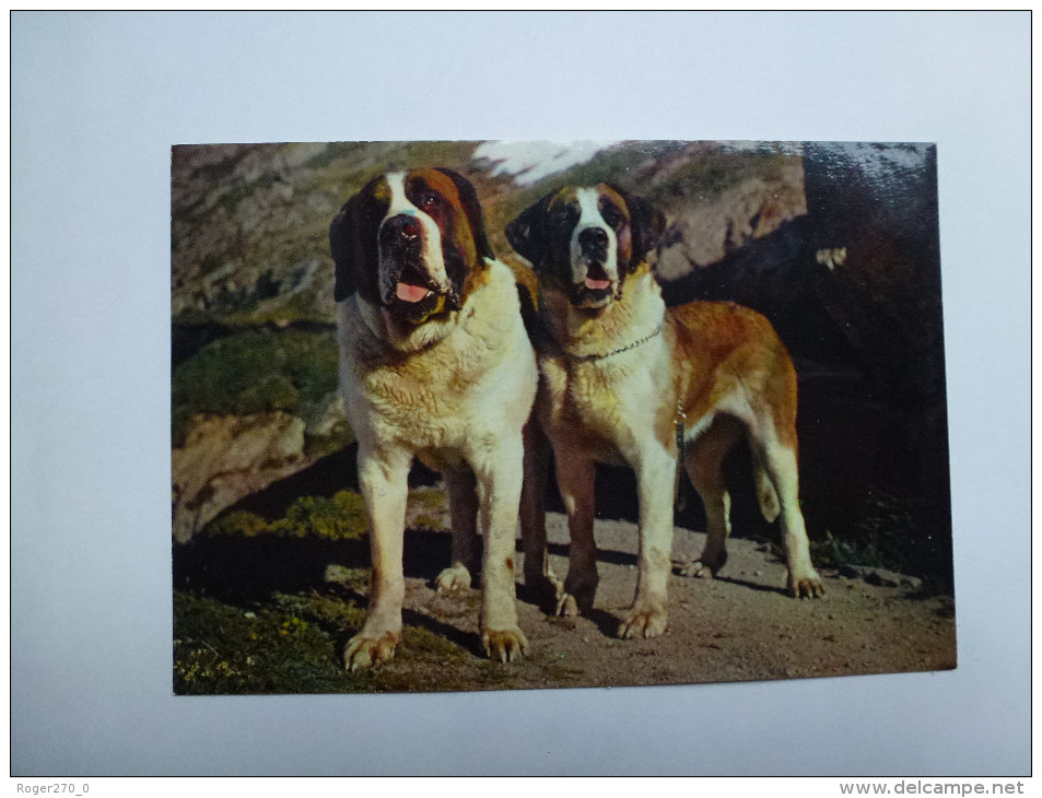 CP , Chiens De L' Hospice Du Grand Saint Bernard , Chien - Chiens