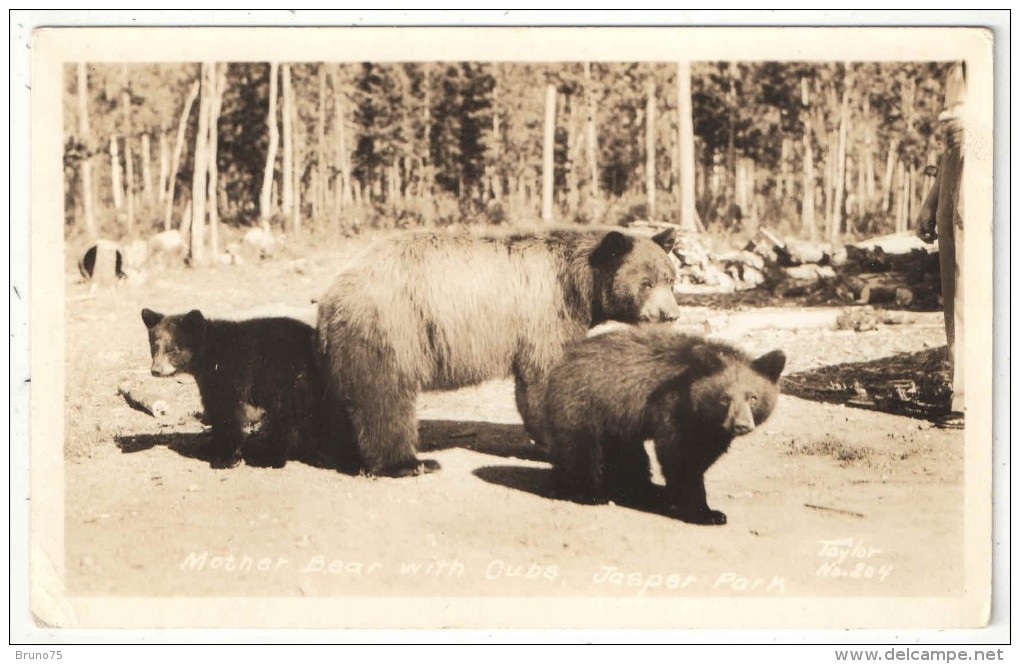 Mother Bear With Cubs, Jasper Park, Alberta - Ours - Ours