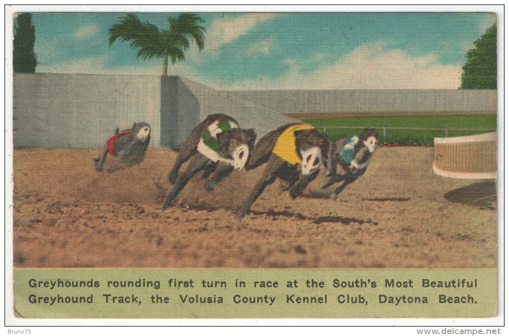 Greyhounds Rounding First Turn In Race, Volusia County Kennel Club, Daytona Beach - 1949 - Daytona