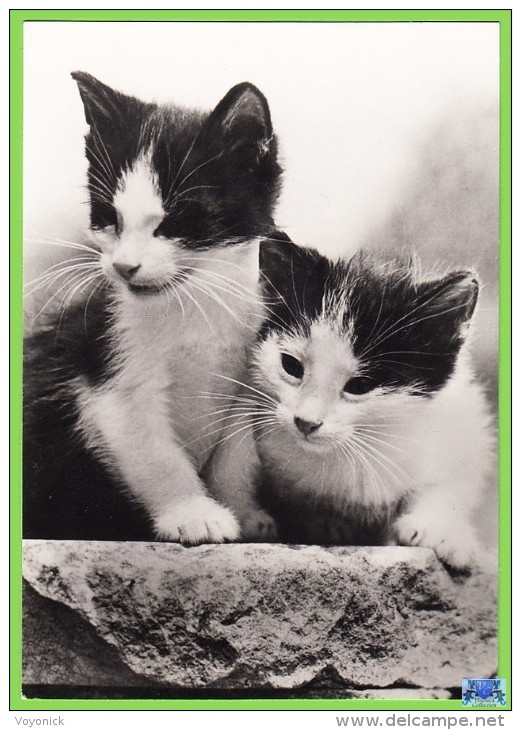 Voyo GERMANY/DDR  Zwei Kätzchen  Cat 1984 Unused Planet Nr 7745 Echt Foto - Chats