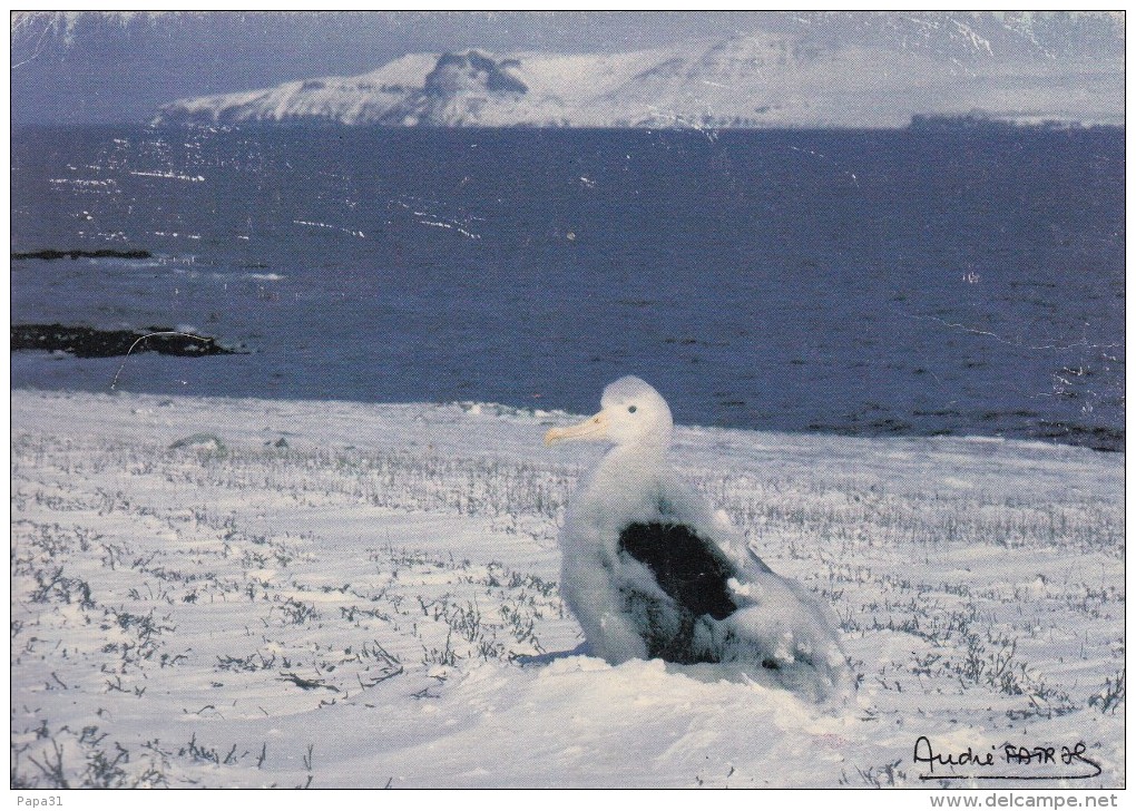 Photo A. FATRAS - Terres Australes Et Antarctiques Française  -  Poussin De Grand Albatros - TAAF : Terres Australes Antarctiques Françaises