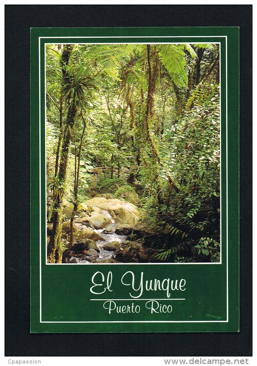 PUERTO-RICO -El YUNQUE  The Rain Forest - SCANS RECTO VERSO-PAYPAL FREE - Autres & Non Classés